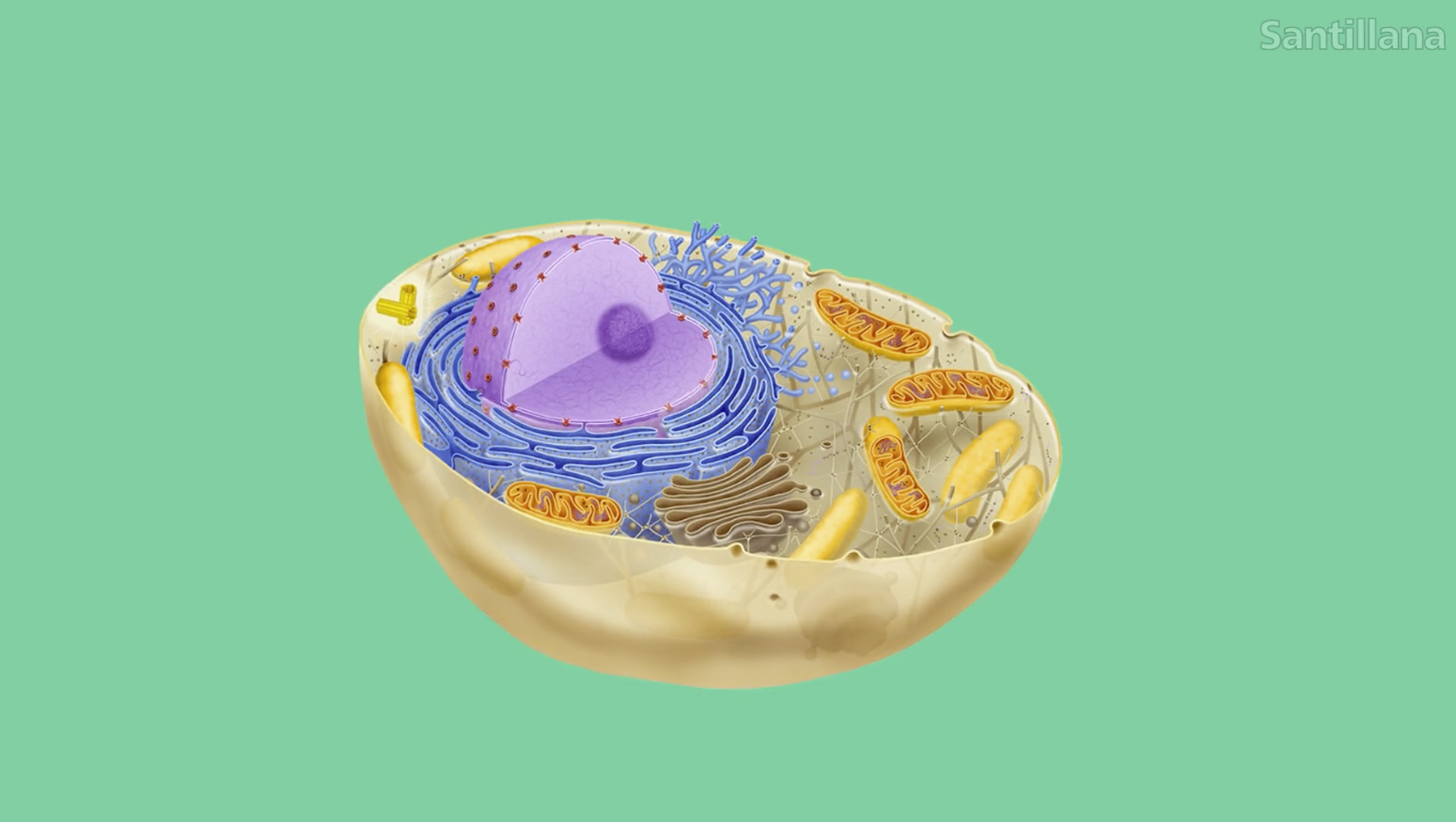 microscopio electrónico de células animales etiquetados